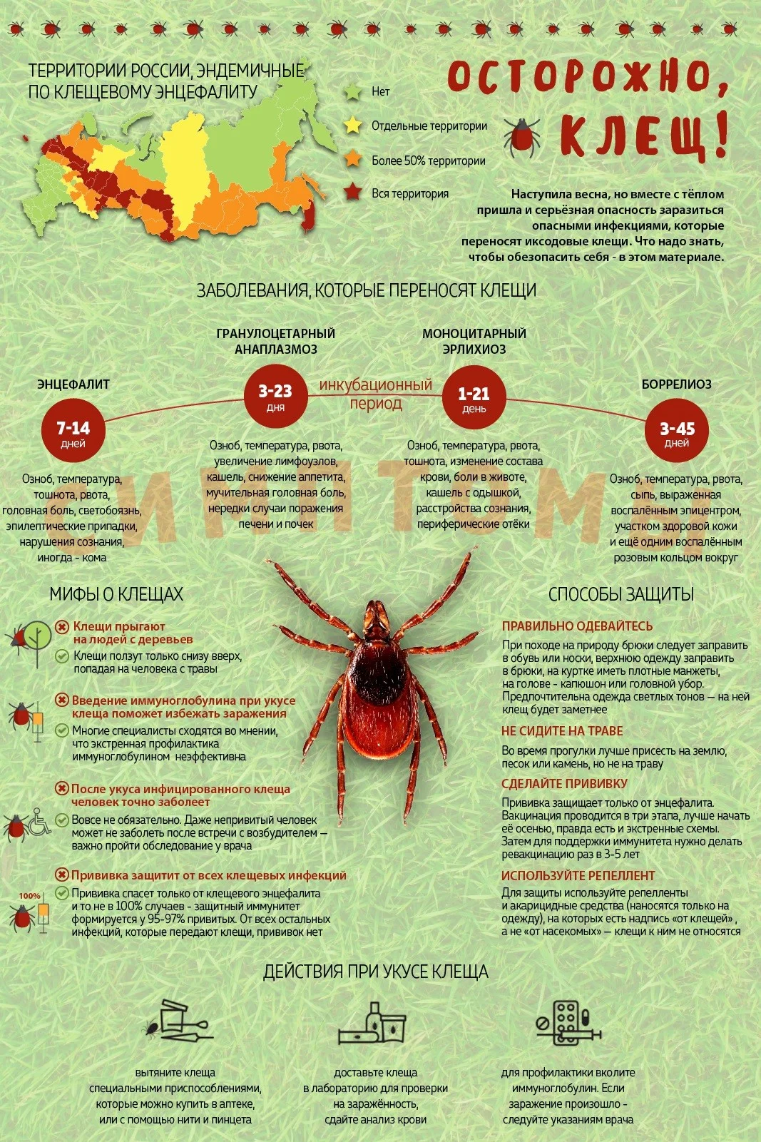 tick_insect5.jpg