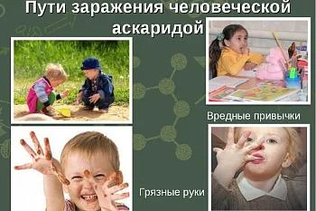 Профилактика аскаридоза Профилактика аскаридоза